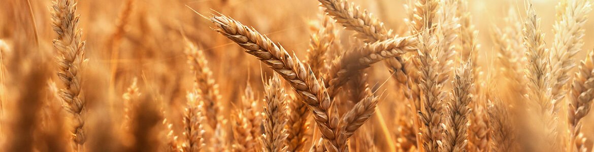 Grains in field close-up